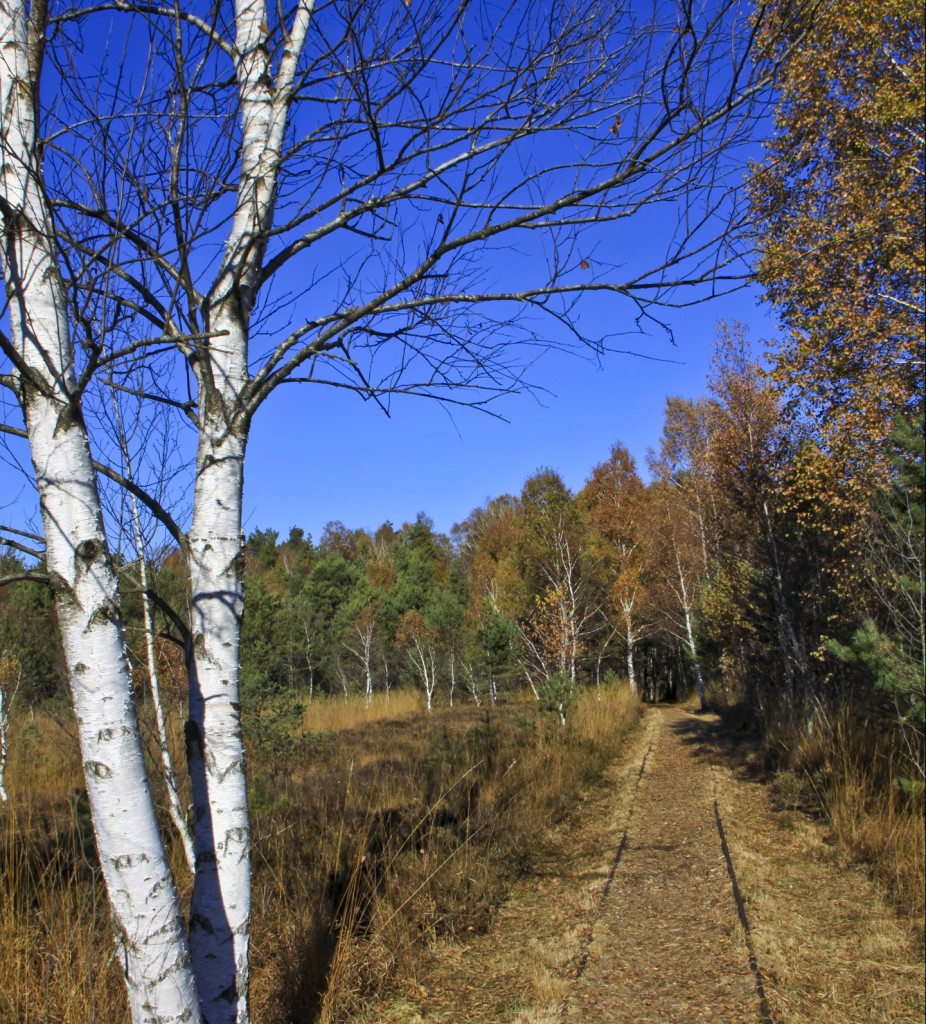 Überreste der alten Torfbahn
