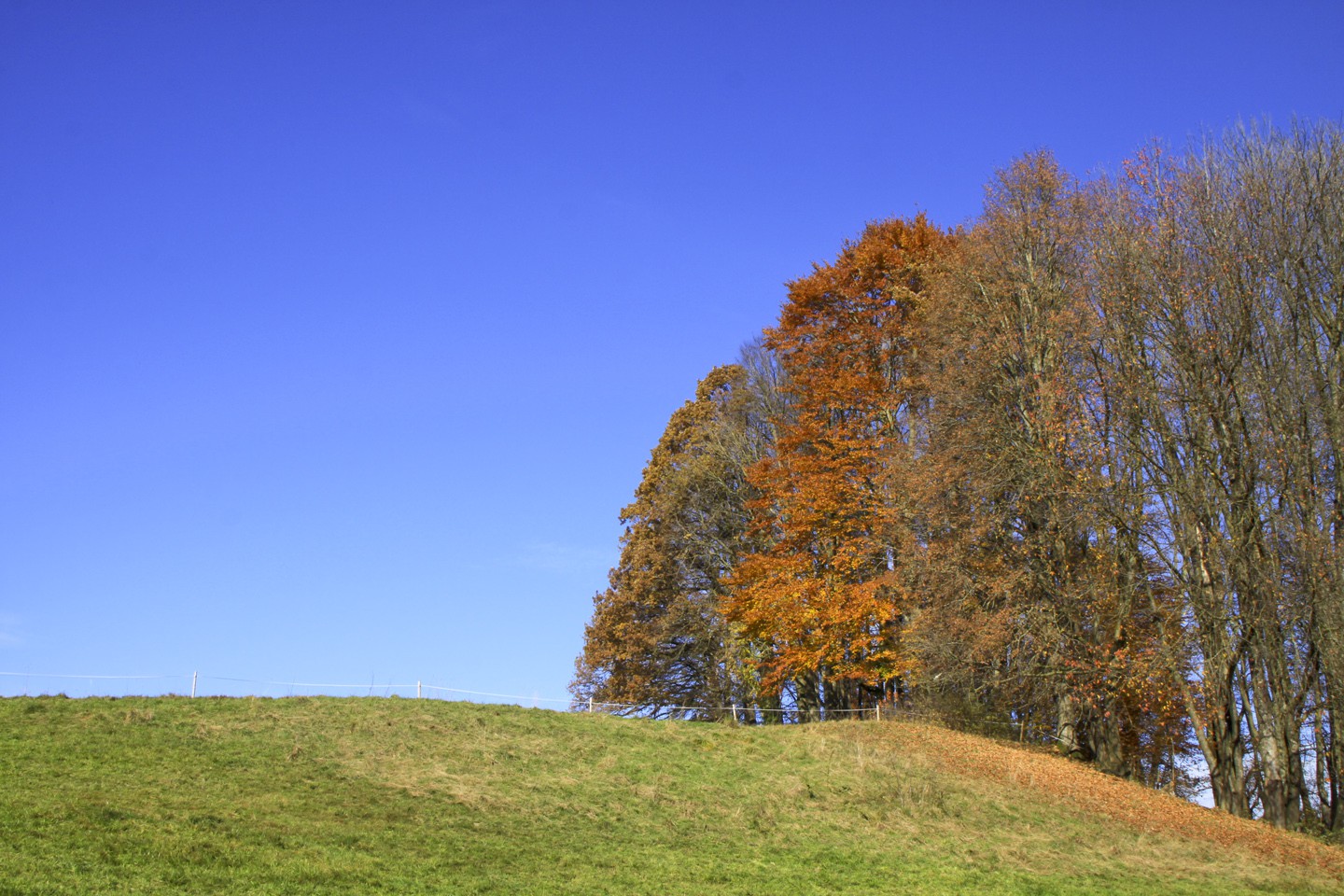 Farbenspiel im Thalkirchner Moos